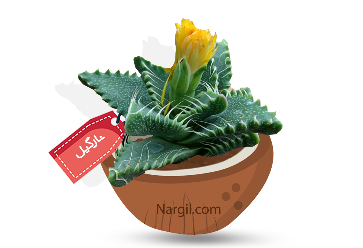  Nargil -  Tiger jaws